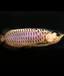 Crossback Golden Arowana