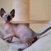 Sphynx Kitten