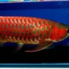 Chili Red Arowana