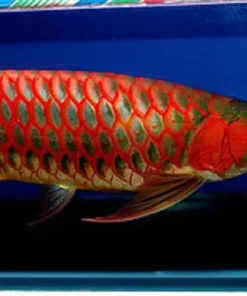 Chili Red Arowana