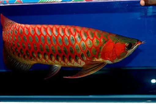 Chili Red Arowana