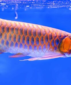 Blue Base Arowana