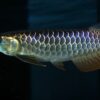 Black Arowana