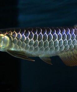 Black Arowana