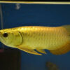 24K Golden Arowana