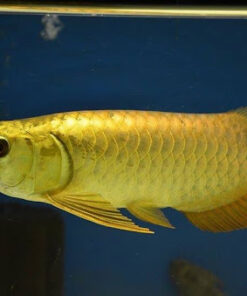 24K Golden Arowana