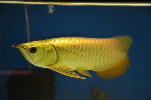 24K Golden Arowana