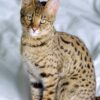 F1 Savannah Cat