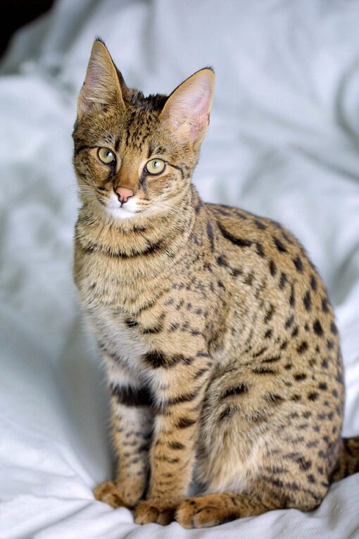 F1 Savannah Cat