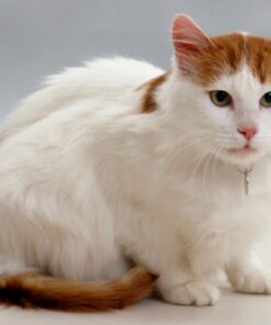 Turkish Van cat