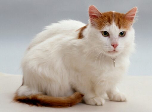 Turkish Van cat