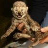 Cheetah Cubs