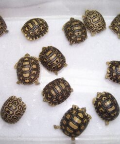 Leopard Tortoise for Sale