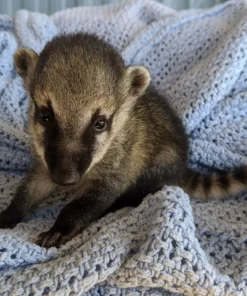 Coatimundi for Sale