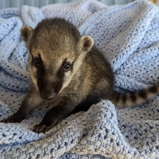 Coatimundi for Sale