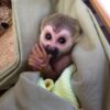 Squirrel monkey for sale