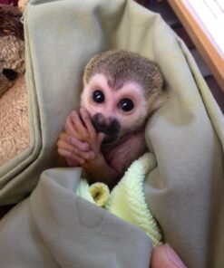 Squirrel monkey for sale