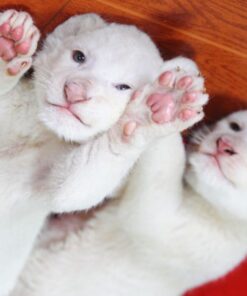 White Lion Cubs for sale