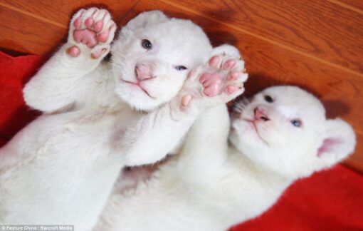 White Lion Cubs for sale