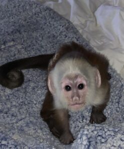 Capuchin Monkey For Sale