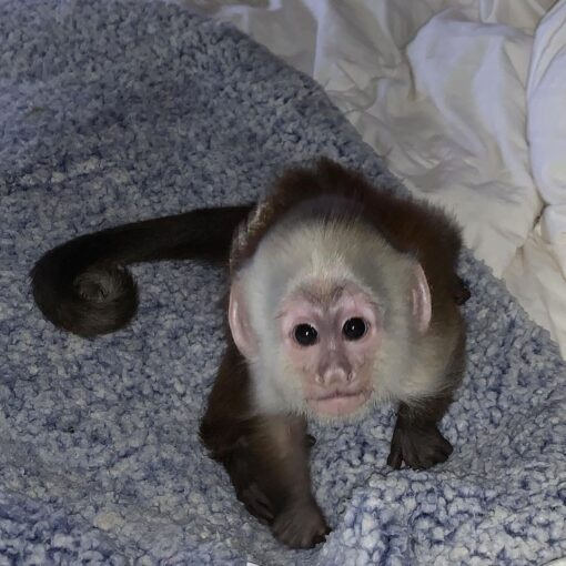 Capuchin Monkey For Sale