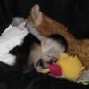 Capuchin Monkey For Sale