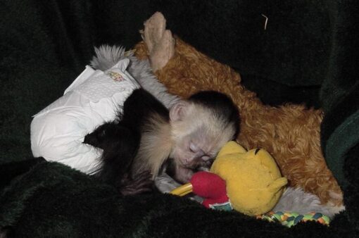 Capuchin Monkey For Sale