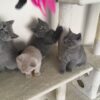 british shorthair cat for sale