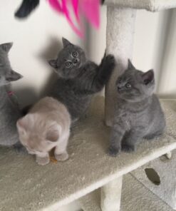 british shorthair cat for sale