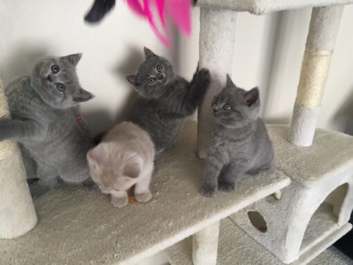 british shorthair cat for sale