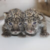 Jaguar Cubs for sale