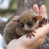 Bush Babies For Sale