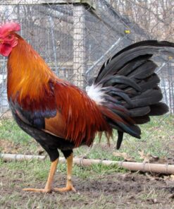 RADIO Gamefowl For Sale