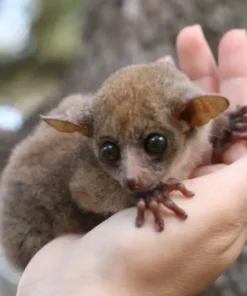 Bush Babies For Sale