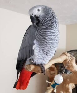 African Grey Parrots For Sale