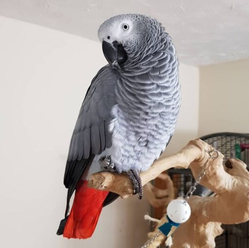 African Grey Parrots For Sale