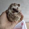 Hedgehog For Sale