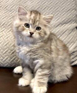 Bobcat kittens For Sale
