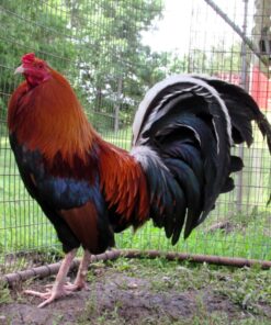 Lacy Roundhead Rooster