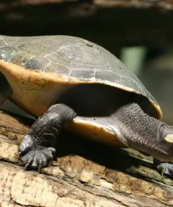 Red Faced Short Neck Turtle