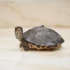 Indian Brown Roofed Turtle