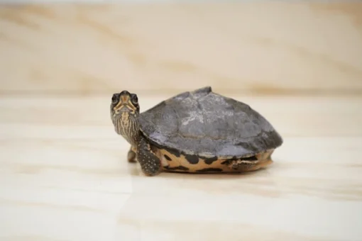 Indian Brown Roofed Turtle