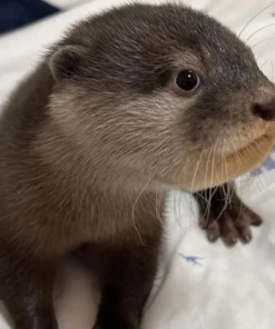 asian small clawed otter for sale