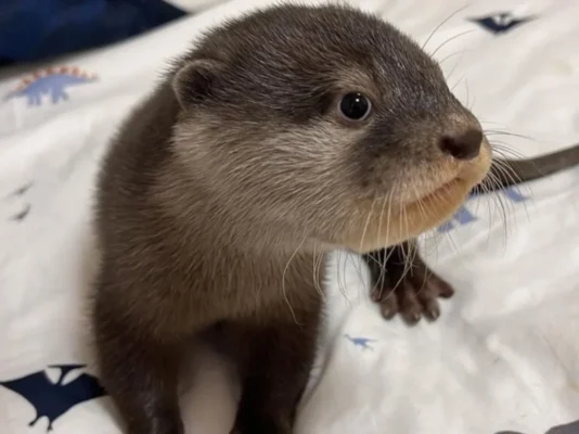 asian small clawed otter for sale