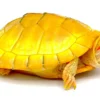 Albino Red Ear Slider Turtle