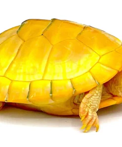 Albino Red Ear Slider Turtle