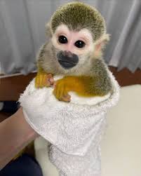 Squirrel Monkey