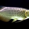 Arowana