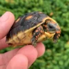 Juvenile Redfoot Tortoise