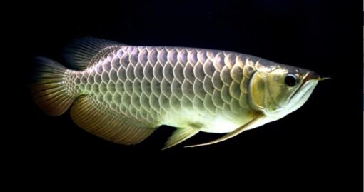 Arowana